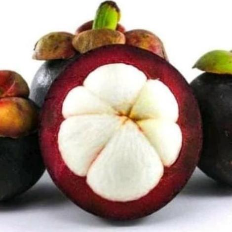 BIBIT MANGGIS BIJI KECIL, TANAMAN BUAH MANGGIS BIJI KECIL ASLI