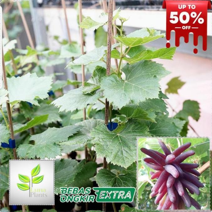 bibit buah anggur import - bibit anggur halloween