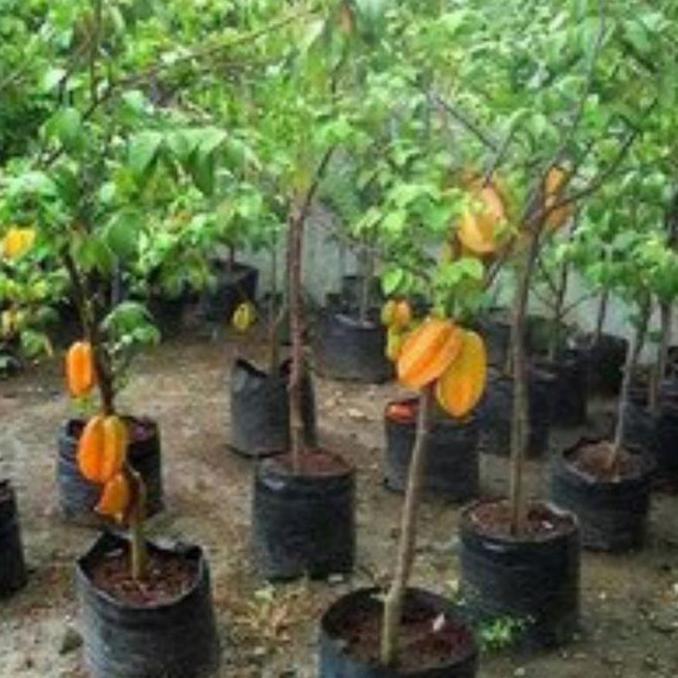 bibit tanaman buah blimbing madu pohon di dalam pot Tabulampot