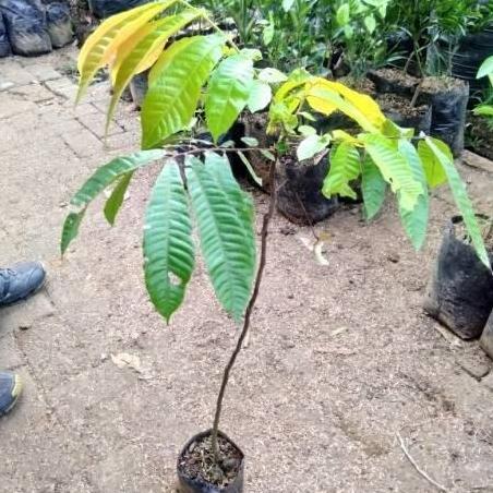 Bibit Tanaman Buah Matoa-Bibit Matoa Cangkok/Sambung