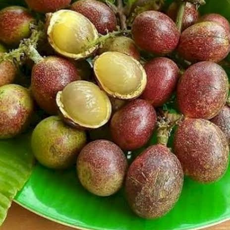 BIBIT TANAMAN BUAH MATOA SUPER UNGGUL/ BIBIT MATOA MERAH