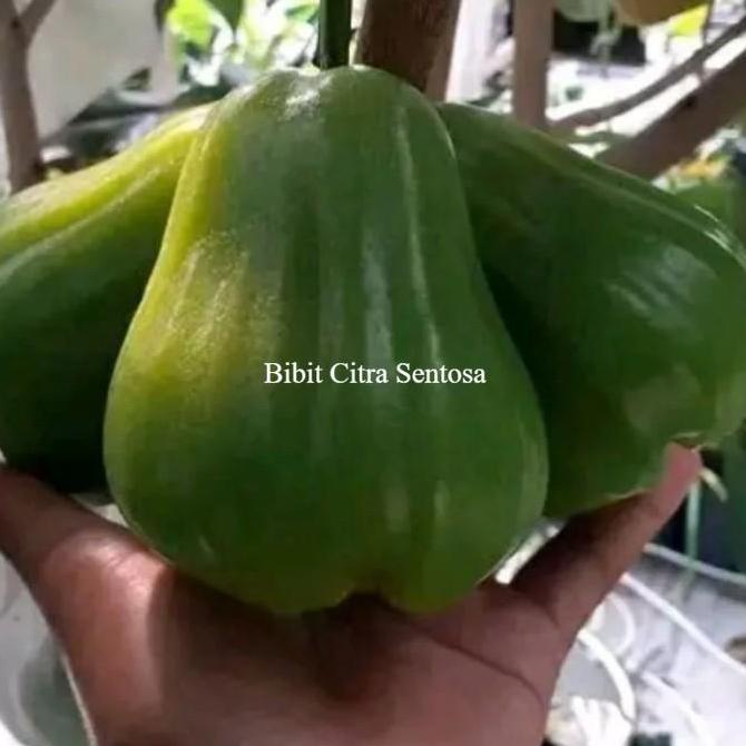Bibit Buah jambu air green giant cangkok Unggulan
