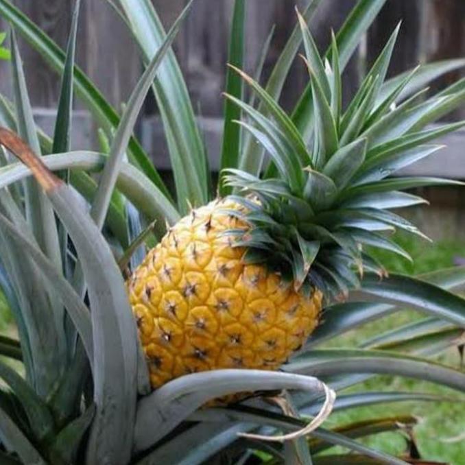 bibit tanaman buah nanas madu jumbo, bibit super,bibit nanas unggul