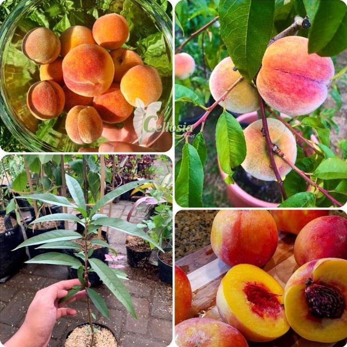 Bibit Tanaman Buah Peach / Persik Holland Import Grafting