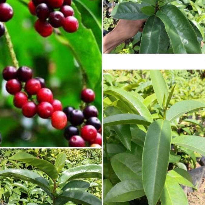 bibit pohon buah Buni huni/rujak SEGAR