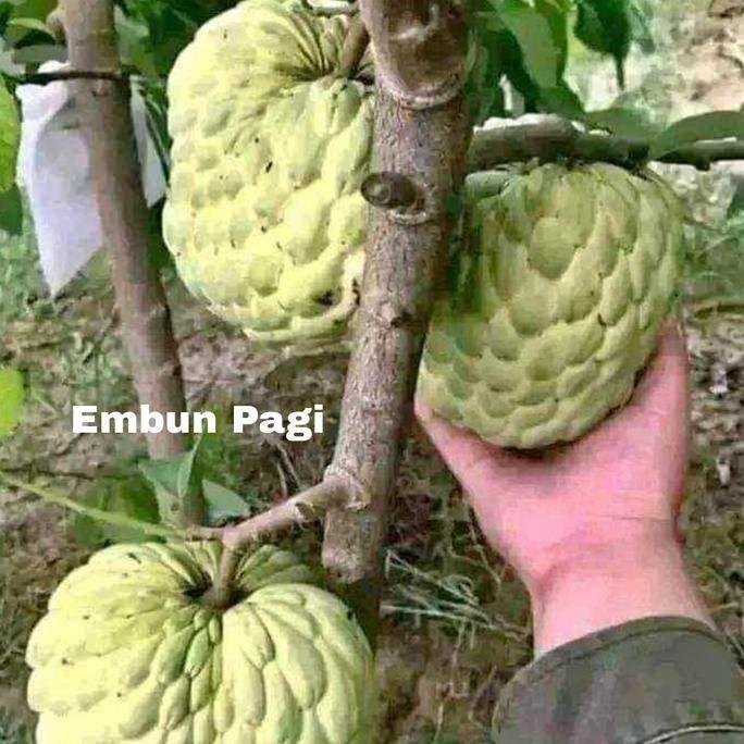 Bibit Buah Srikaya Jumbo Thailand