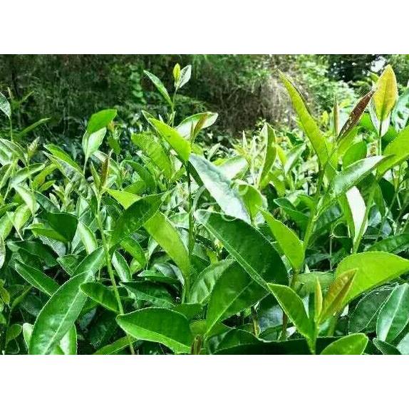 Ground- Bibit Pohon Teh Hijau