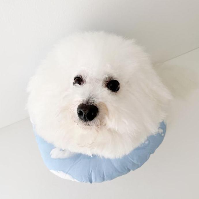 Lovedogi- Woofidoo Pet Cone Pillow Dog Cat Protective Collar Bantal Donat Leher Anjing Kucing Steril