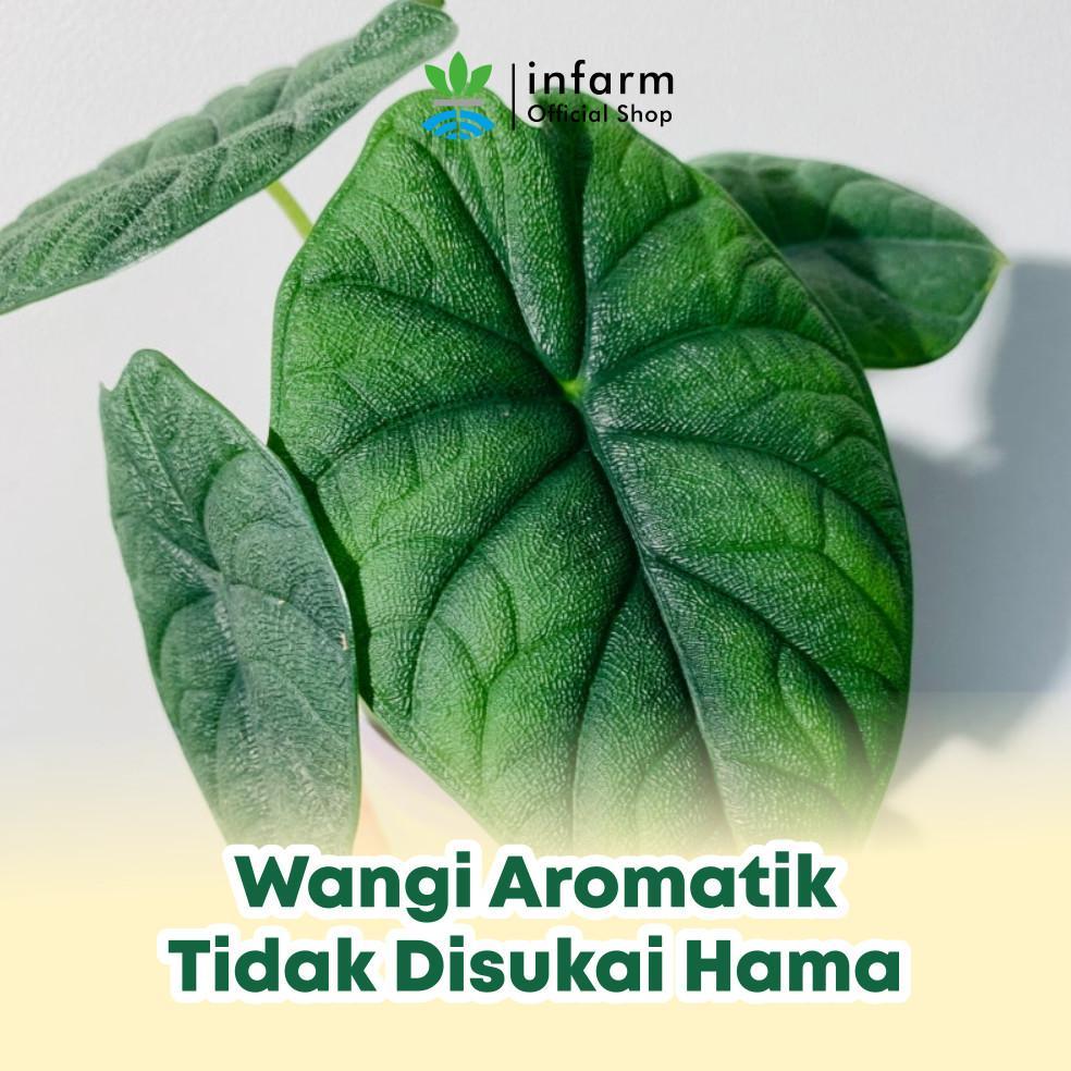 Promo Cod Ya Kak Infarm - Pengkilap Daun Tanaman Hias Aroma Segar Fresh Daun Kilap Bersih Aman Untuk