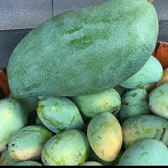 BIBIT TANAMAN BUAH MANGGA MAHATIR JUMBO