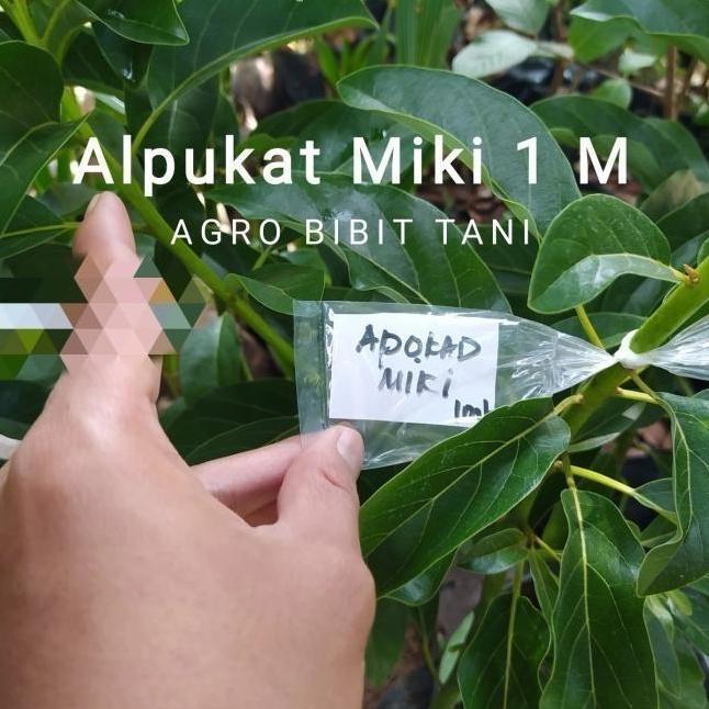 Bibit Tanaman Buah Alpukat Miki 1 Meter-Bibit Pohon Alpukat