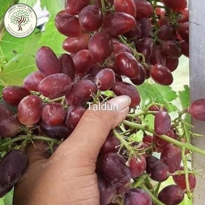 Bibit Tanaman Buah Anggur Import Taldun-Pohon Anggur Impor Taldun Asli