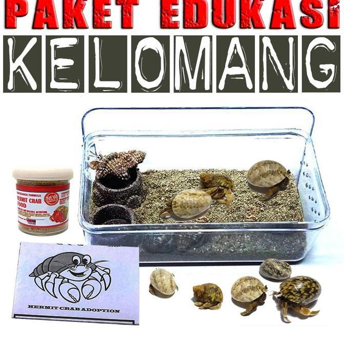 Lansungkirim- Paket Edukasi Mainan Anak Kelomang Keong Kumang Umang Kecil Mini