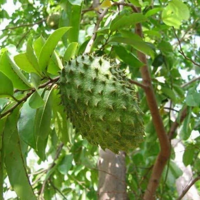 Bibit Pohon Sirsak Madu/Buah Sirsak Madu/Tanaman Sirsak