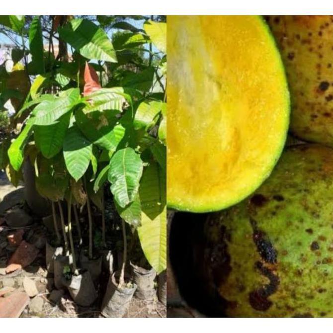 Bibit Tanaman Buah Limus-Pakel