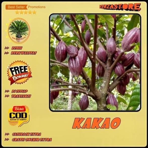 Biji Bibit Tanaman Buah Kakao Coklat Hibrida Super /10 biji