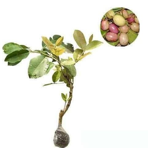 Bibit Tanaman Buah Juwet Putih/Buah Jamblang/Buah Duwet/Buah Langka