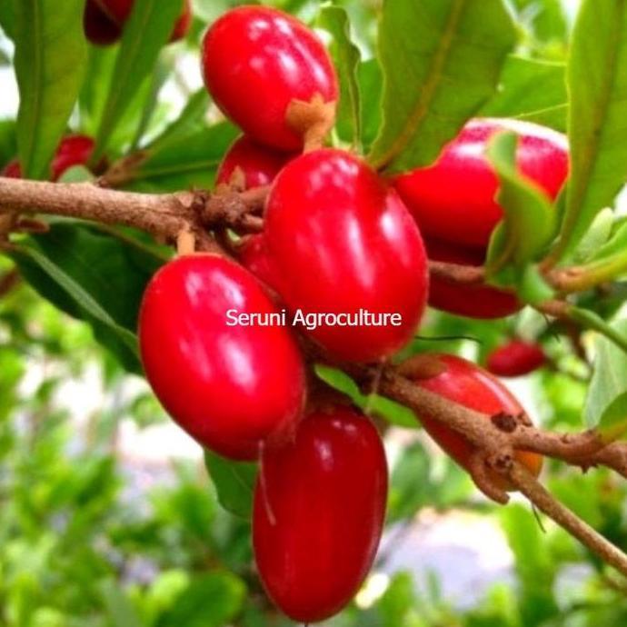 Bibit miracle fruit buah ajaib sudah berbuah berbunga unggul