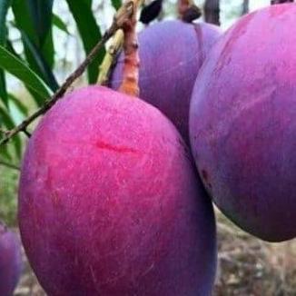 bibit buah mangga irwin