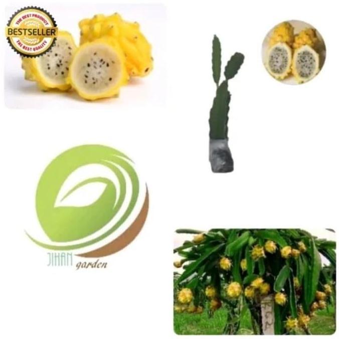 bibit tanaman buah naga kuning/pohon buah naga kuning/dragon fruit
