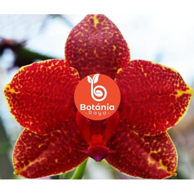 Allthebest- Bibit anggrek bulan Jumbo Hybrid Premium Seedling dan Pra-Remaja