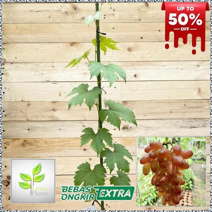 Allthebest- paket 6 bibit anggur - bibit anggur unggul - bibit buah anggur