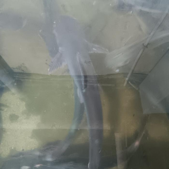 (Termurah) Ikan Patin Hidup Bestseller