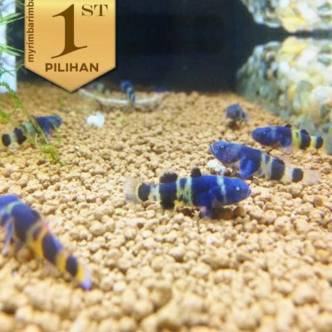 Paket Koloni (isi 10) Anakan Mini Goby Bumblebee Ikan Hias Aquascape HIasan Aquarium Micro
