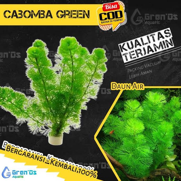 Tanaman Tumbuhan Aquascape Cabomba Green Aquarium