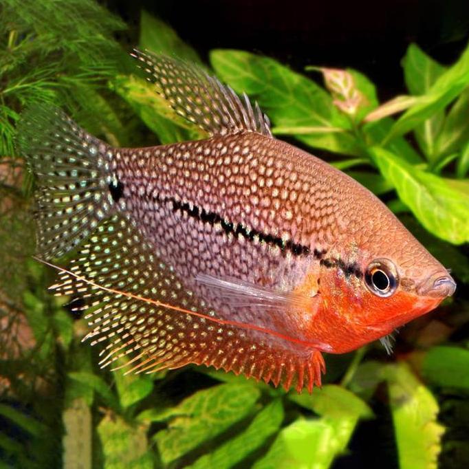 Sepat Mutiara / Ikan Hias Air Tawar / Ikan Hias Aquascape