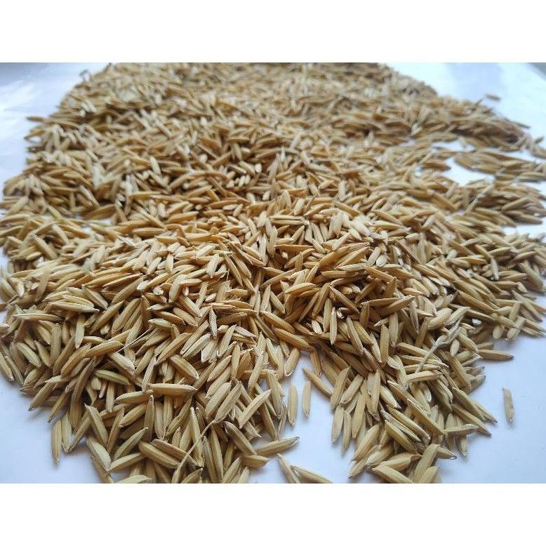Bisa Cod Benih Padi Basmati Aromatik Baroma 1Kg Unggulan >>