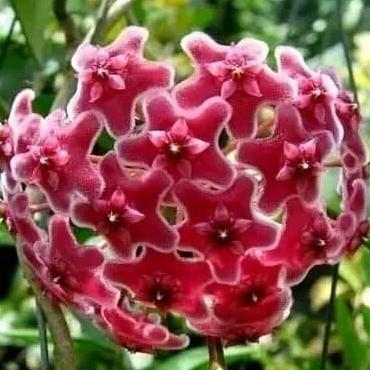 Taman- Tanaman Hias Gantung Hoya Bunga Merah Atau Hoya Krohniana