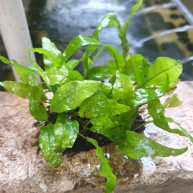 Blebeb- Microsorum Kadaka Air | Kadaka Pakis | Tanaman Aquascape