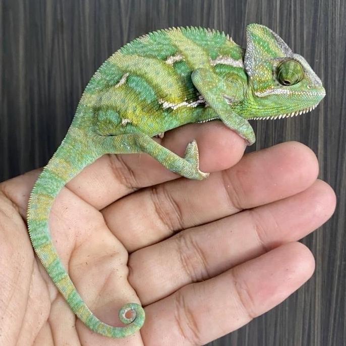 tokowatishop - veiled chameleon