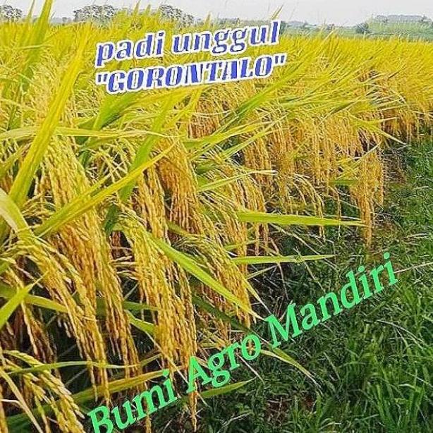 Bisa Cod Benih Padi Unggul Malai Panjang Gorontalo >>