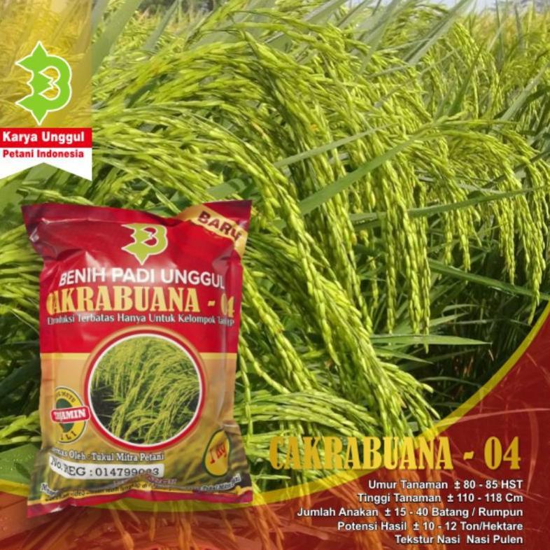 Bisa Cod Padi Cakrabuana 04 / Padi Unggul Cakrabuana 04 >>