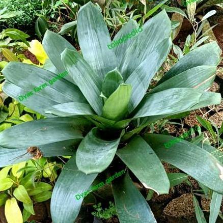 PROMO Tanaman Hias Bromelia Giant bromelia besar