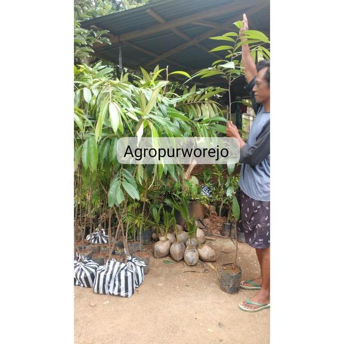 PROMO PROMO 150 Cm Up - Bibit Tanaman Kayu Hitam Sulawesi - Kayu Eboni