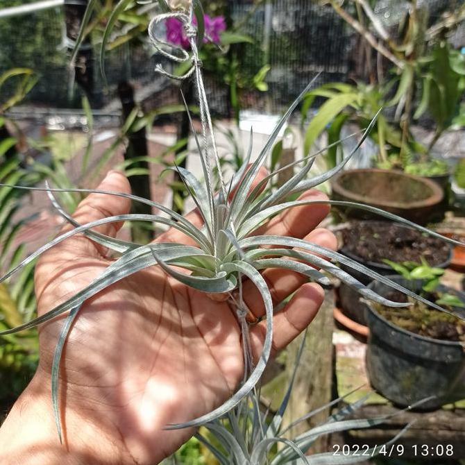 PROMO tillandsia houston size M