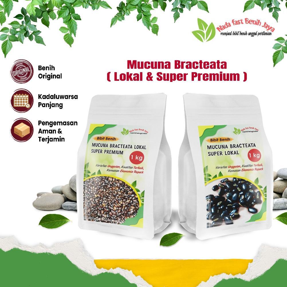 Benih Mucuna 1 kg super lokal bibit mucuna bracteata / benih kacang kacangan cover crop