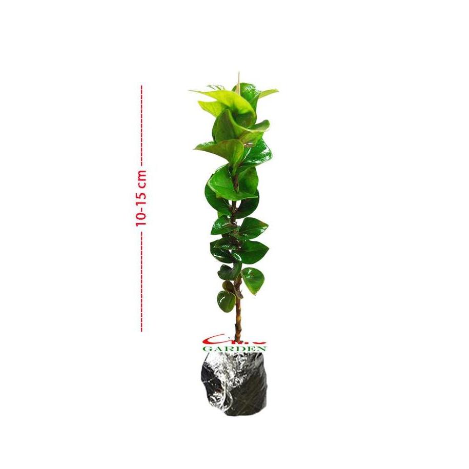 ] Tanaman Hias Soka Tusuk Sate Bunga Asoka Tusuk Sate