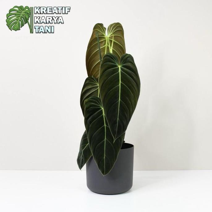 Tanaman hias philodendron melano - Philodendron melano crysum