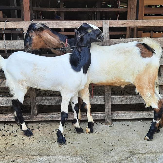 Terlaris Kambing Sepasang / Domba Sepasang / Kambing Jantan Dan Betina
