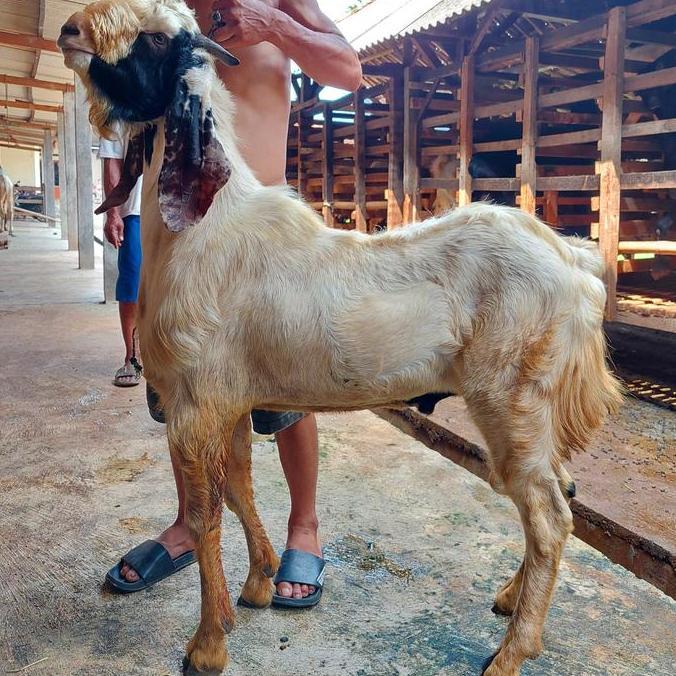 Terlaris Kambing Dan Domba Aqiqah Jantan Dan Betina