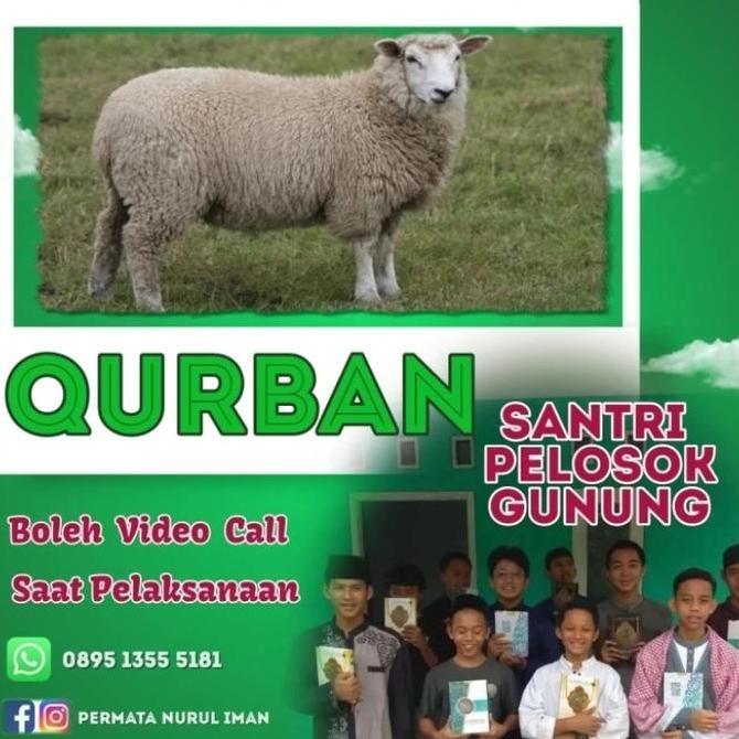 Terlaris Domba Kurban Murah 1