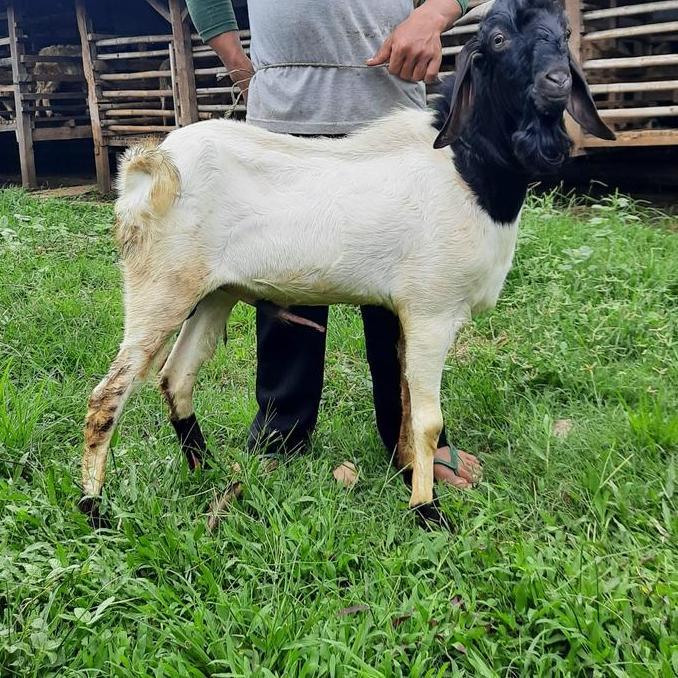 Terlaris Kambing, Domba Premium+ / Kambing Murah / Kambing Aqiqah Dan Qurban