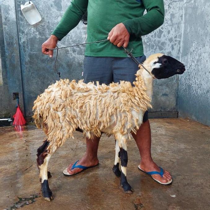 Terlaris Kambing Murah / Kambing Qurban