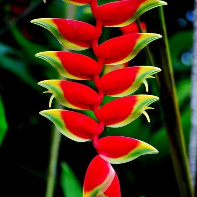 Termurah PAKET (10btg) Heliconia Rostrata/ Tanaman Heliconia Red Flower