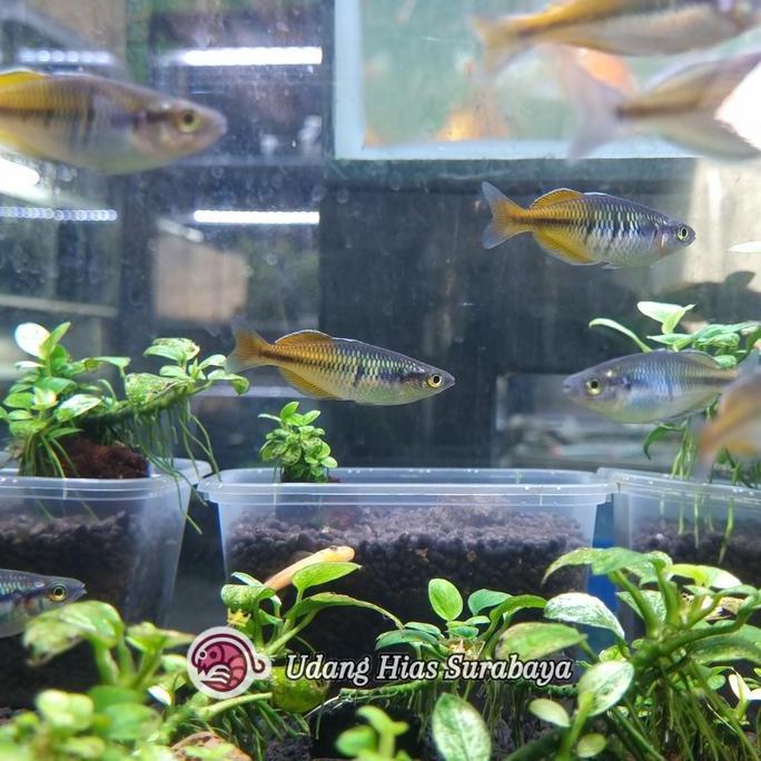Rainbow Bosemani / Ikan Hias Aquascape
