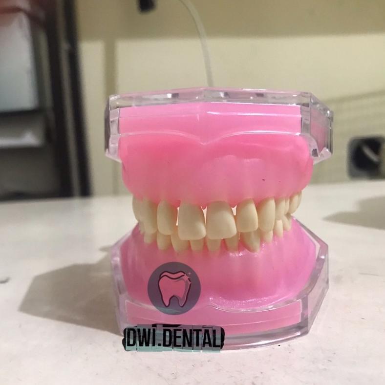 C1 Phantom Removable Model Gigi Study Bisa Di Lepas Pasang